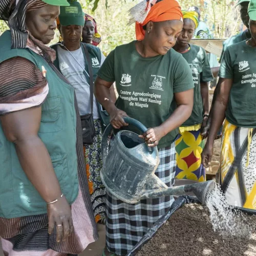 In Senegal, Mariam Sonko Champions Women’s Rights and Agricultural Sustainability