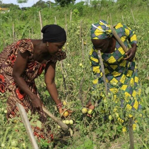 Ivory Coast: Women Agricultural Cooperative Transform Rural Village